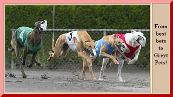 Halfway Home Greyhound Adoption